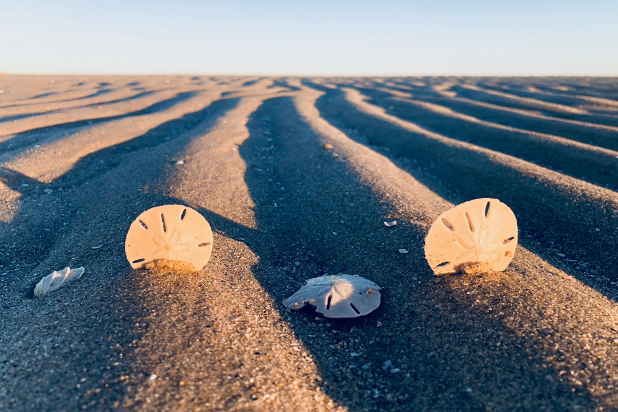 Strike it rich on the beach!